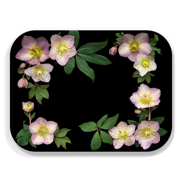 Hellebore birchwood decorative serving tray medium 11x8 inch by Bottle Branch - Trays4Us