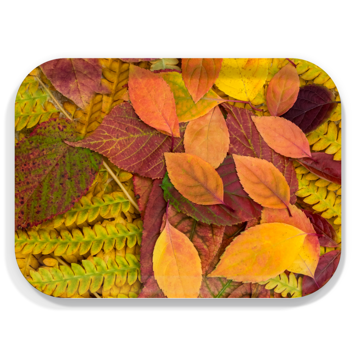 Fall Leaves birchwood decorative serving tray medium 11x8 inch by Kerry Michaels - Trays4Us