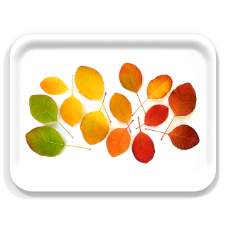 Autumn Cotinus Rainbow birchwood decorative serving tray large 16.5x12.5 inch by Bottle Branch - Trays4Us