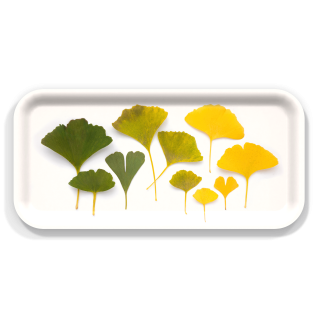 Autumn Ginkgo Leaves birchwood decorative serving tray Small 11x5 inch by Bottle Branch - Trays4Us