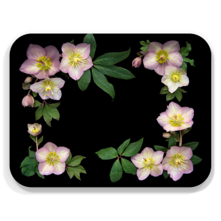 Hellebore birchwood decorative serving tray large 16.5x12.5 inch by Bottle Branch - Trays4Us