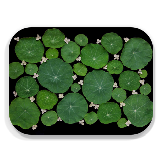 Nasturtium birchwood decorative serving tray medium 11x8 inch by Bottle Branch - Trays4Us