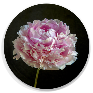 Peony Sarah Bernhardt birchwood decorative serving tray round 15.7 inch by Bottle Branch - Trays4Us