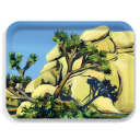 Joshua Tree birchwood decorative serving tray large 16.5x12.5 inch by Alyssa Watters - Trays4Us