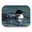Loon birchwood decorative serving tray medium 11x8 inch by Alyssa Watters - Trays4Us