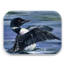 Loon Stretch birchwood decorative serving tray medium 11x8 inch by Alyssa Watters - Trays4Us