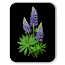 Lupine birchwood decorative serving tray large 16.5x12.5 inch by Bottle Branch - Trays4Us