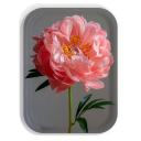 Peony on Grey birchwood decorative serving tray medium 11x8 inch by Bottle Branch - Trays4Us