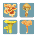 Mushroom birchwood 4x4 inch decorative coaster set by Brigida Swanson - Trays4Us